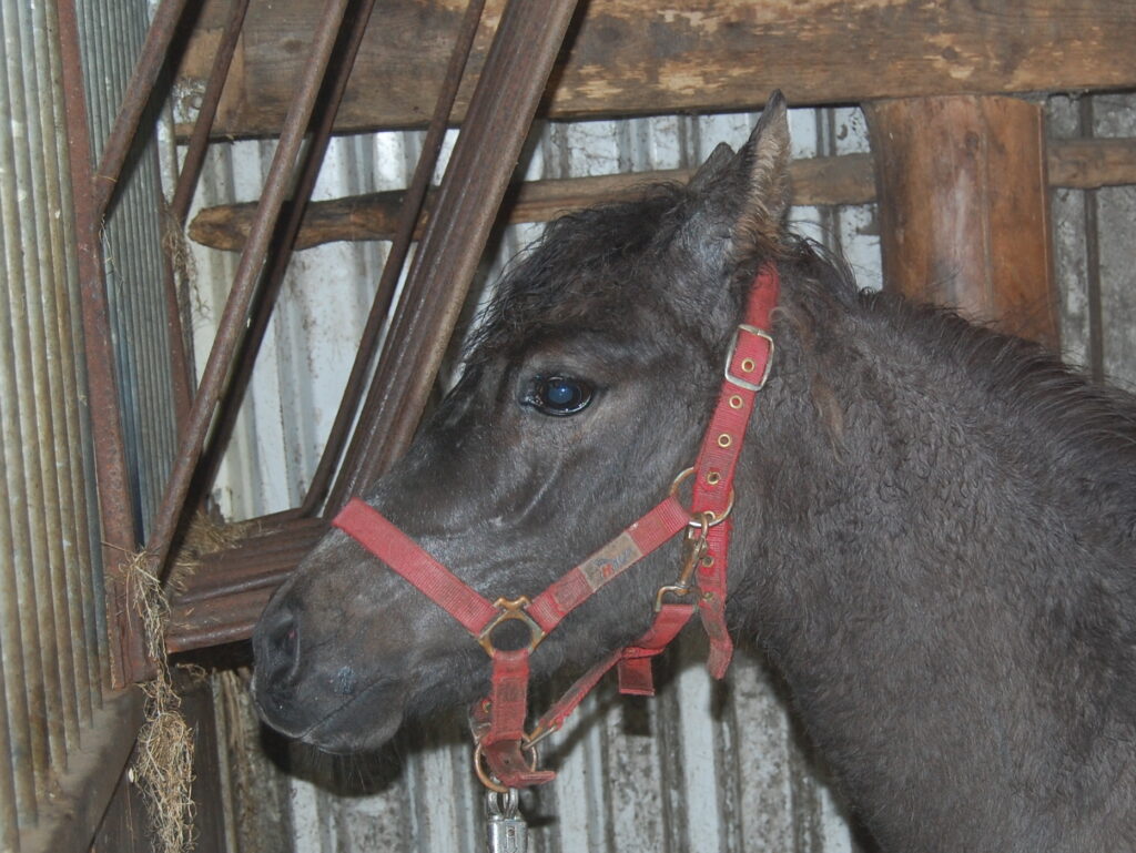 Arrival of Kyra as wild horse
